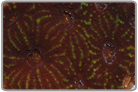 Yellow Eye Flame Skirt Zoanthids
